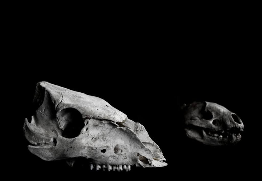 Photo bones