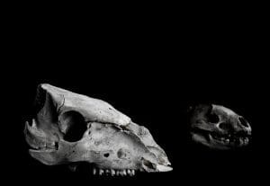 Photo bones