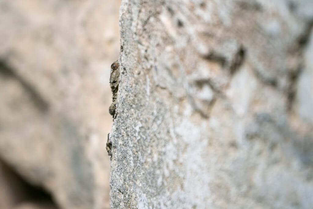 Photo pietro lombardi