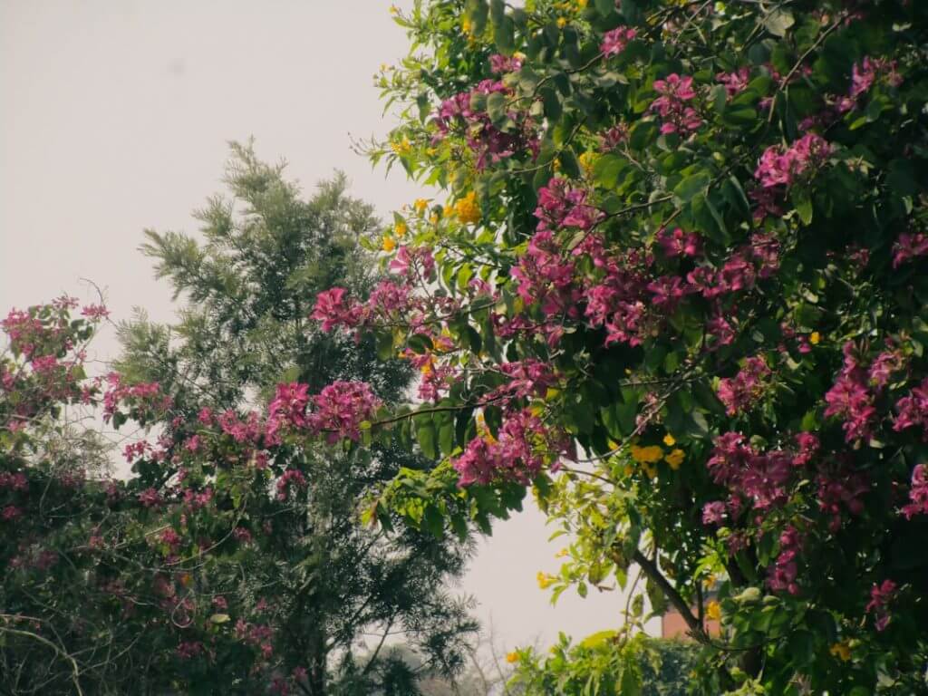 Photo milram