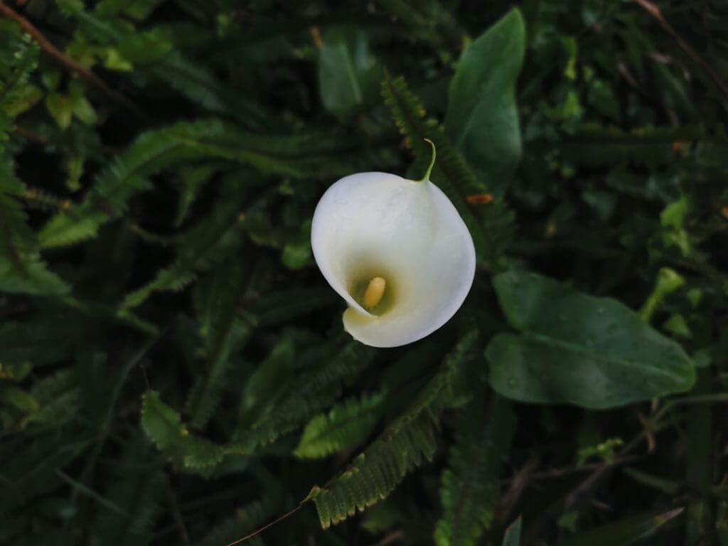 Photo silksong