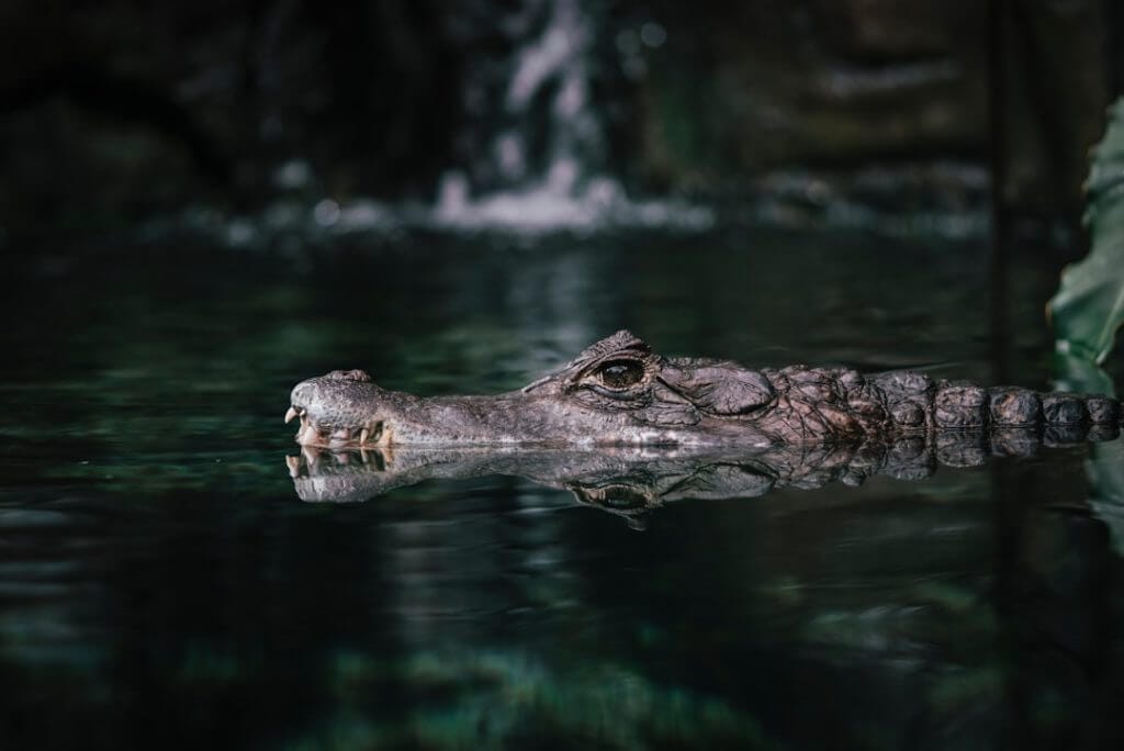 Photo crocs stock