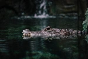 Photo crocs stock